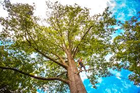 Best Tree Trimming and Pruning  in Miller Place, NY