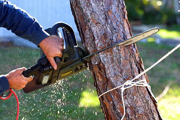 Best Tree and Shrub Care  in Miller Place, NY